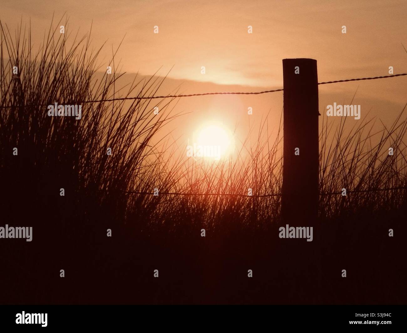 A fence and tufts of grass in the warm backlight of a sunset - Smartphone Captured Stock Image