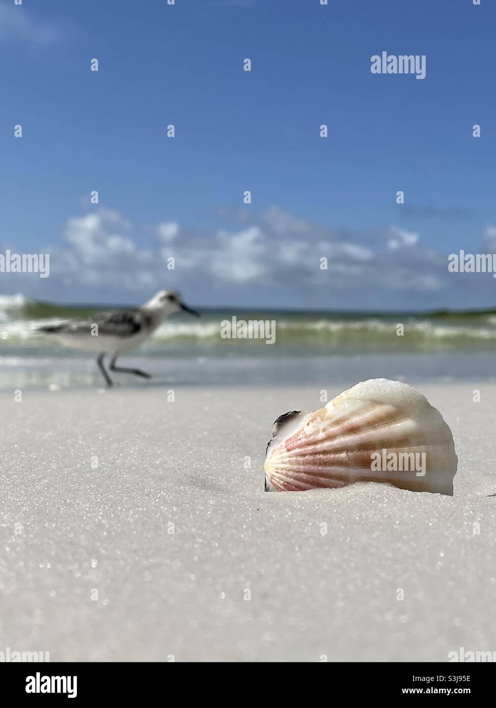 Seashell on the beach with blur background of sanderling bird and ocean water - Smartphone Captured Stock Image