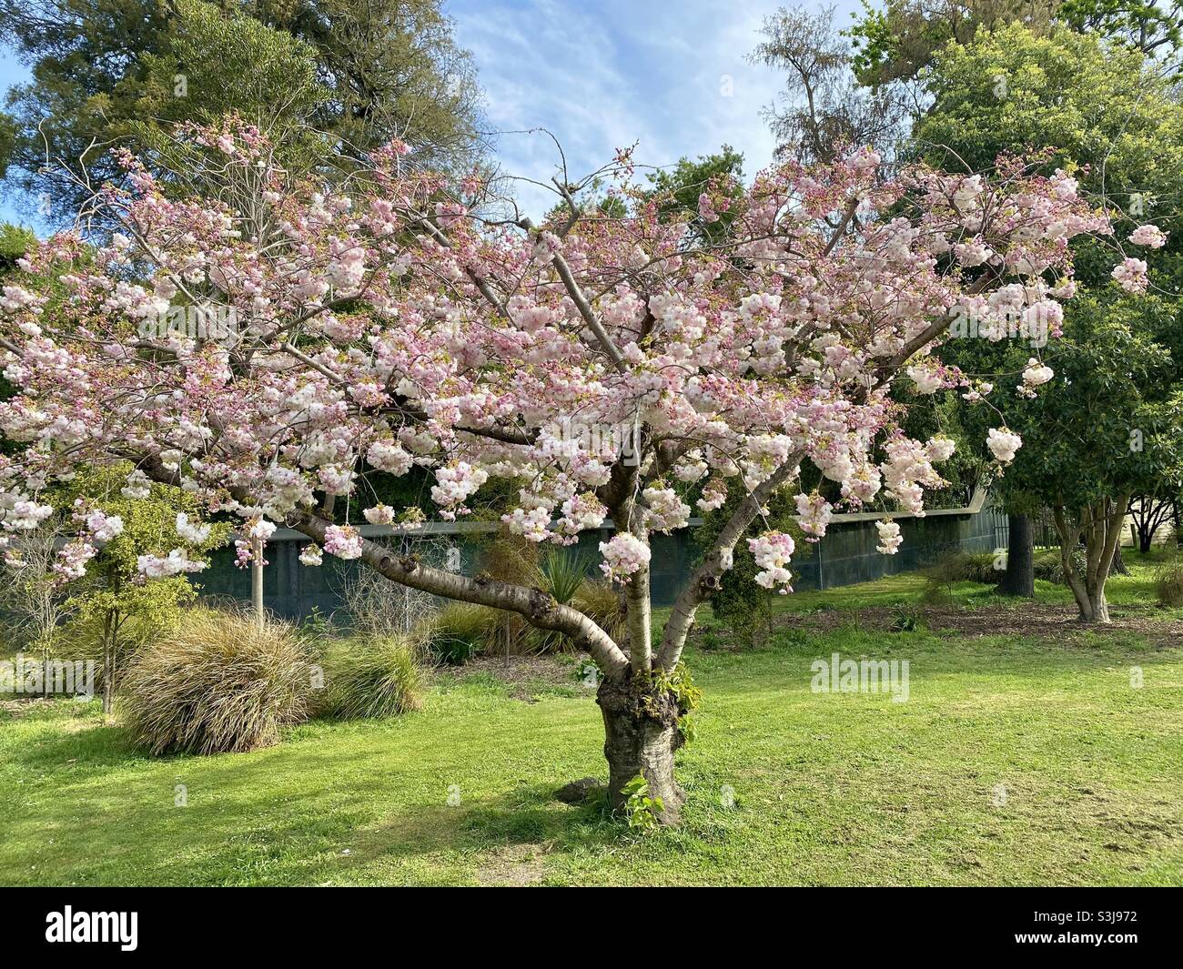 Springtime in Christchurch, New Zealand Stock Photo