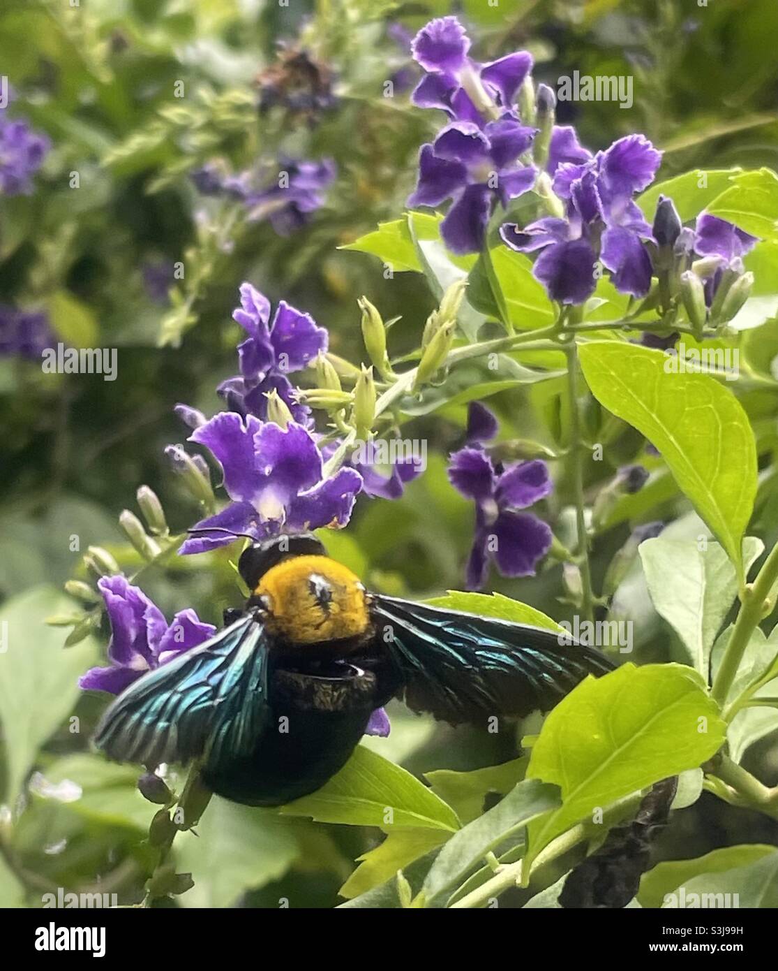 Apart from butterflies, our flowers of Golden dewdrop attracted pollinators like Carpenter bees also. Stock Photo