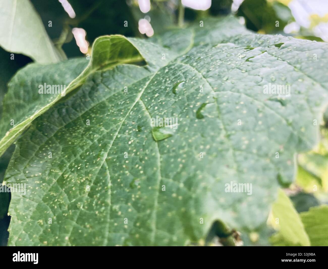 Rain drops on a grape leaf. Stock Photo
