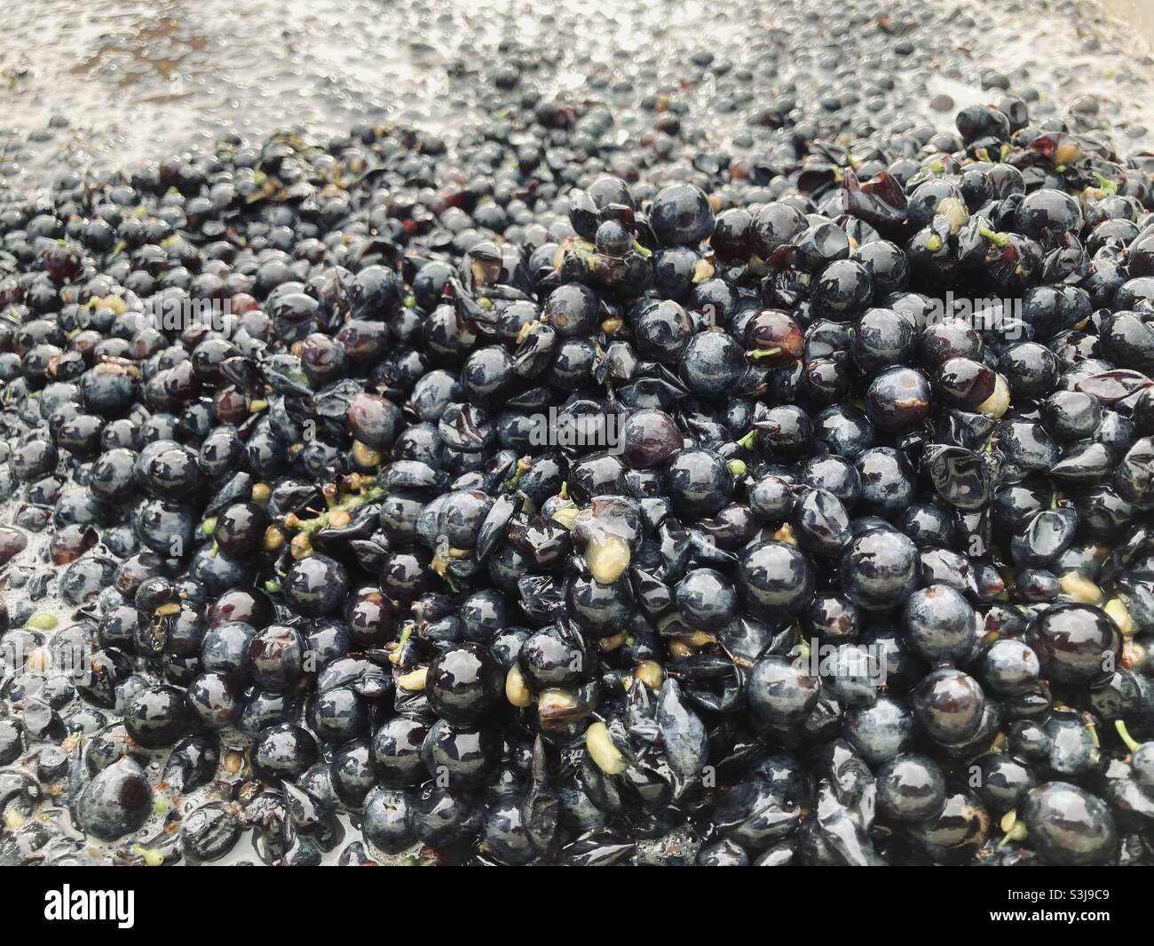 Pinot noir grapes starting the fermentation process. Stock Photo