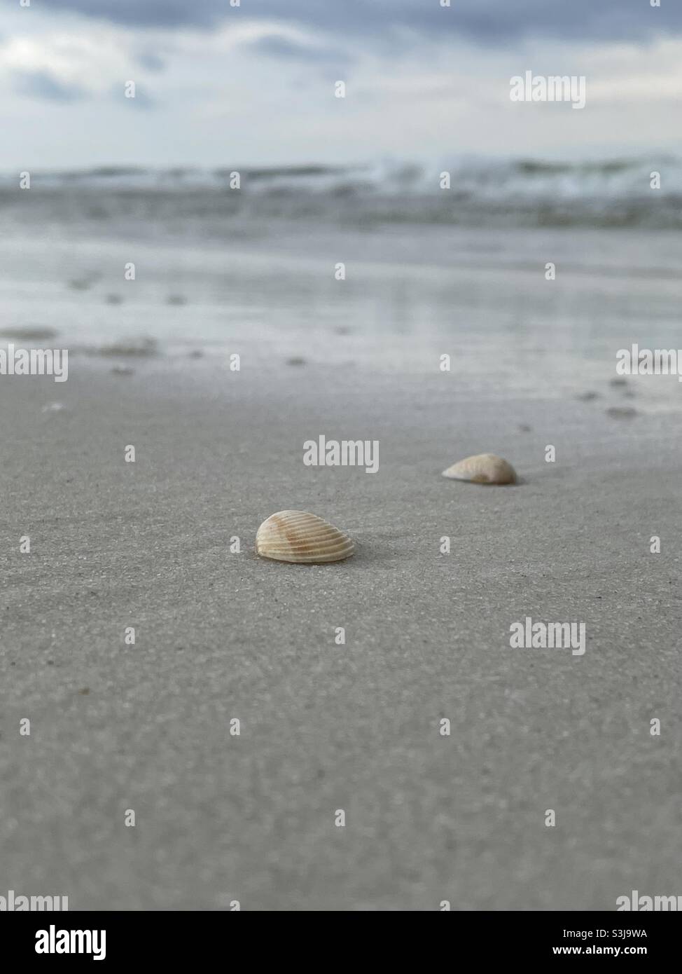 Tiny seashells on the beach with blur ocean background - Smartphone Captured Stock Image