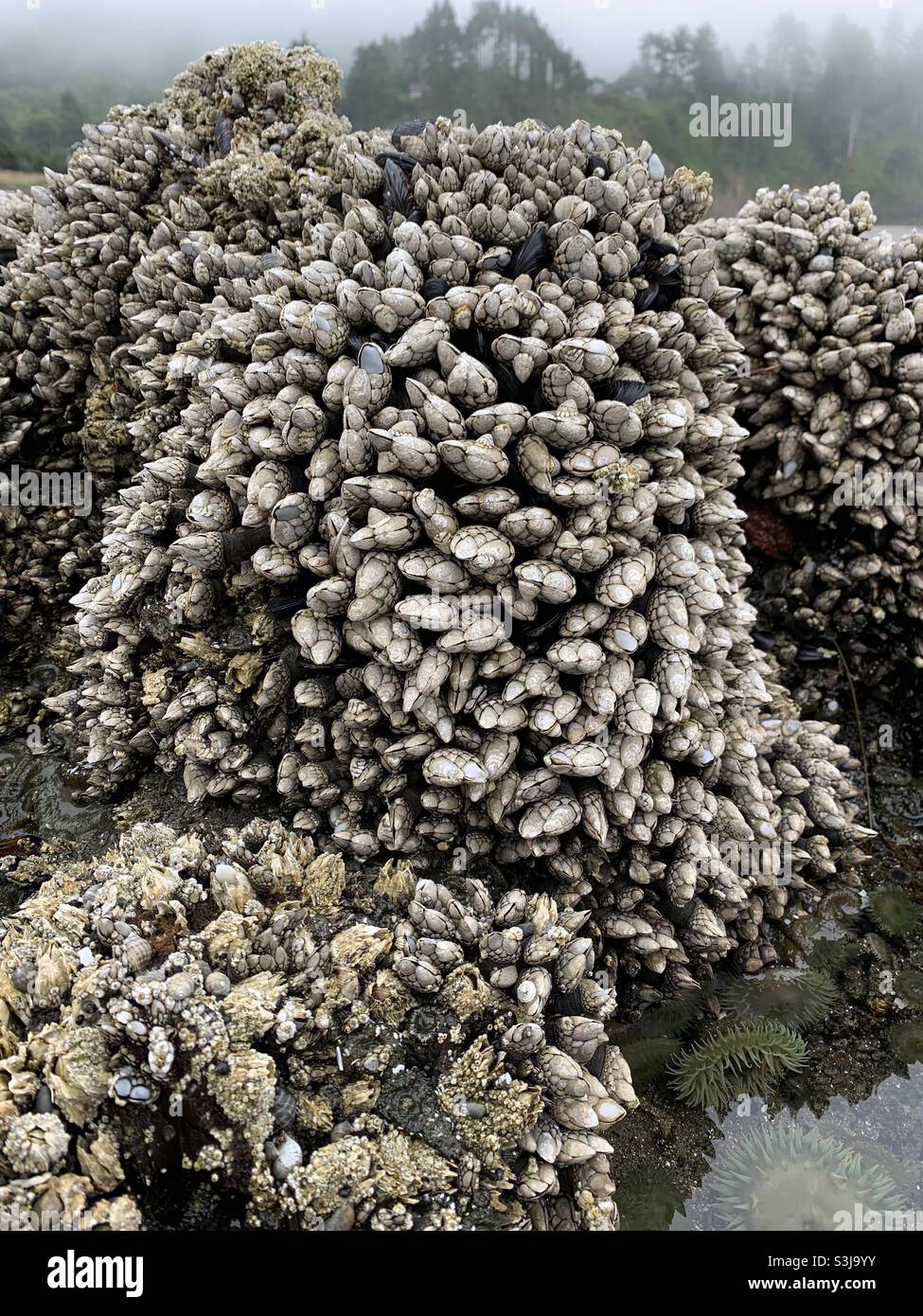Gooseneck barnacles cover a rock in a tide pool at  Neskowin on the Oregon coast. Stock Photo