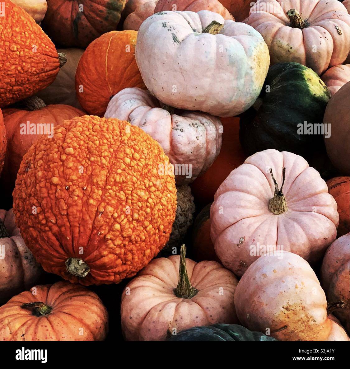 Pumpkin gourd mixture Stock Photo Alamy