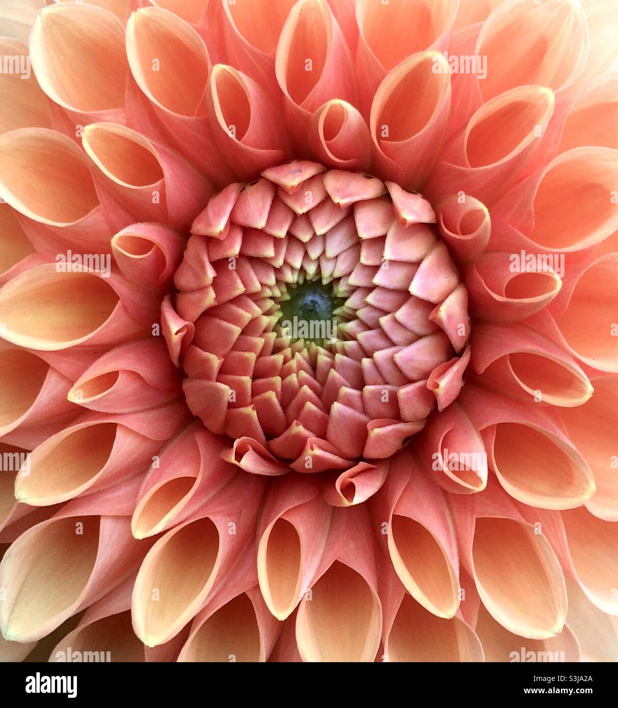 Flower, burst, energy, chi, life, flower, dahlia, peach, orange, pattern, fractals, universal energy ,love, awe - Smartphone Captured Stock Image