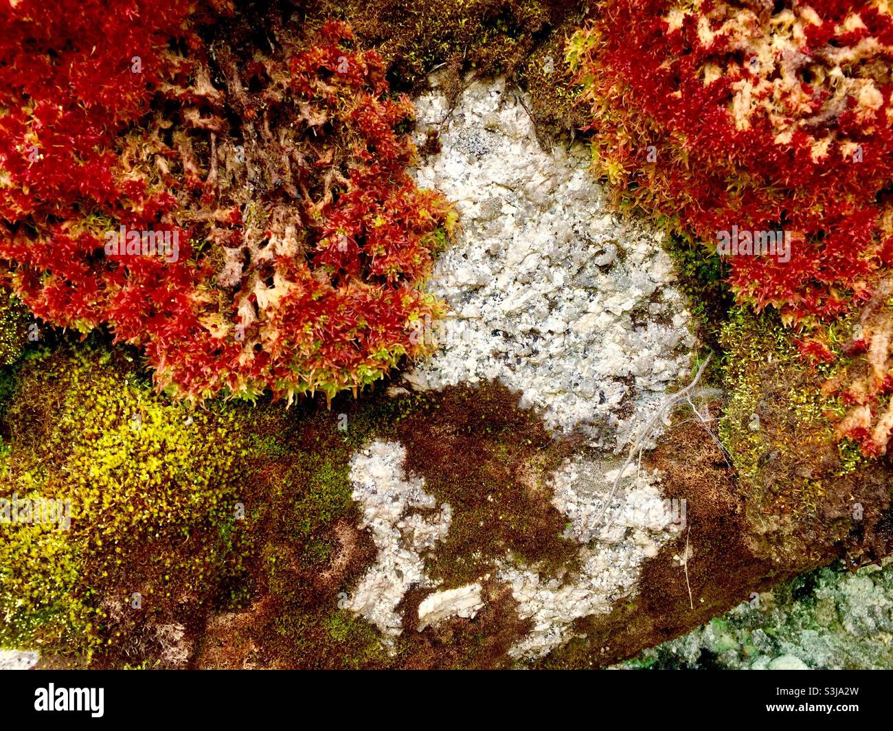 Beauty and colour, lichens and moss growing on hard rock, Canada. Concepts: time passing, nature soft and hard, between a rock and a soft place. - Smartphone Captured Stock Image