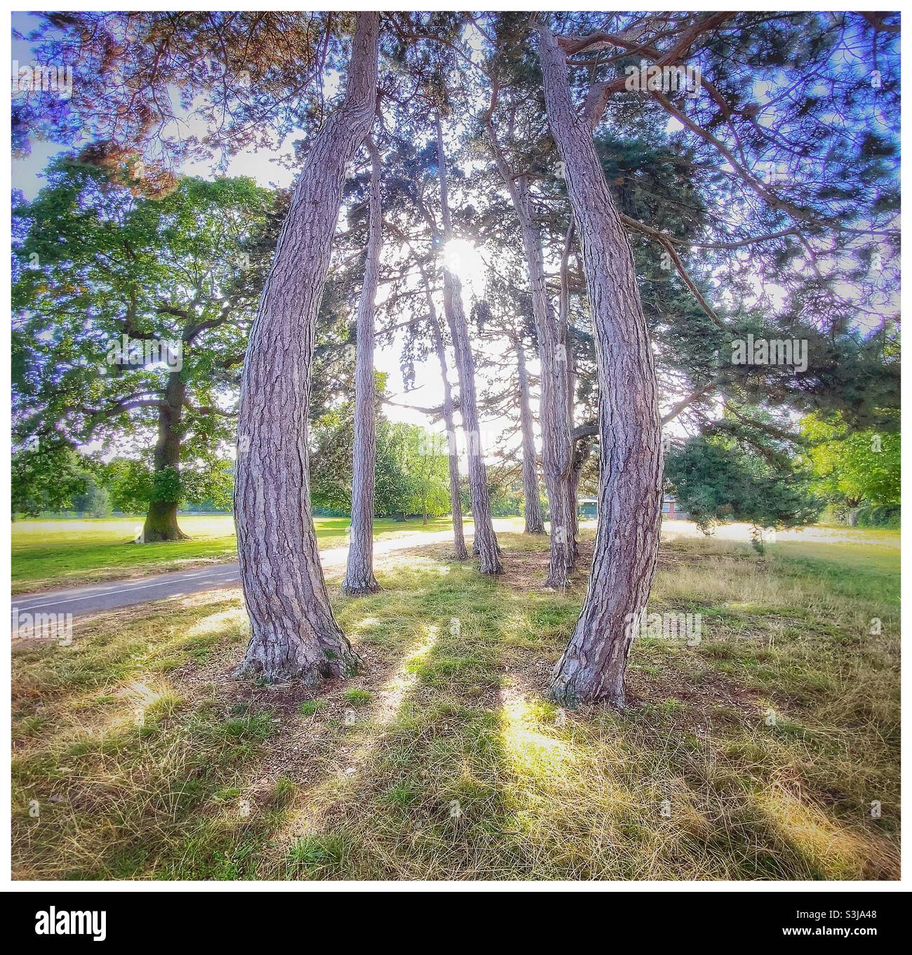 Sunlight through trees. - Smartphone Captured Stock Image