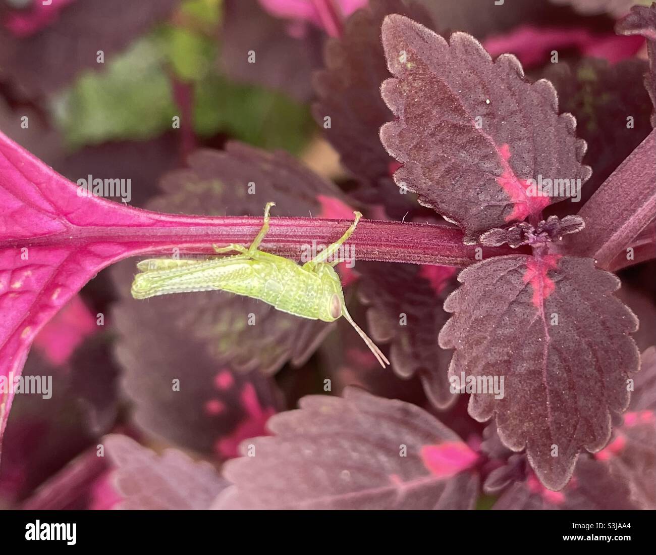 A nymph of Valanga sp among the leaves of Coleus sp. - Smartphone Captured Stock Image
