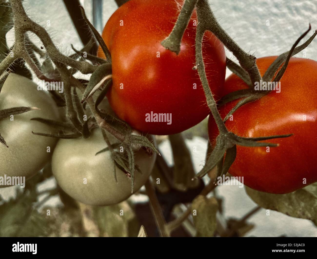 close up of ripe red and unripe green tomatoes - Smartphone Captured Stock Image