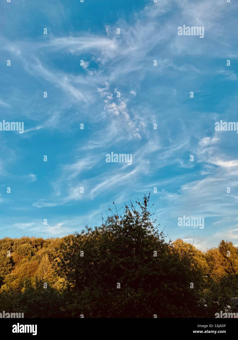 A veil cloud formation in the blue sky over a sunlit forest - Smartphone Captured Stock Image