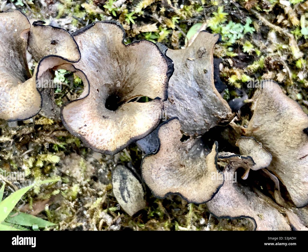 Black trumpet mushroom hi-res stock photography and images - Alamy