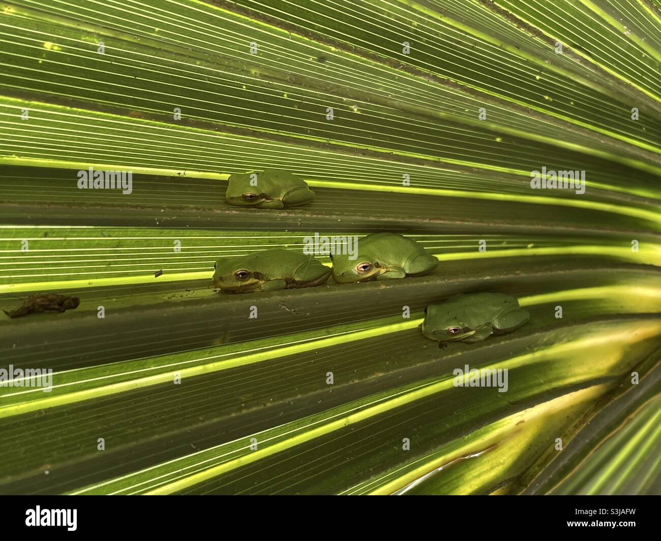 Four tiny baby green frogs under a palm tree leaf Stock Photo Alamy
