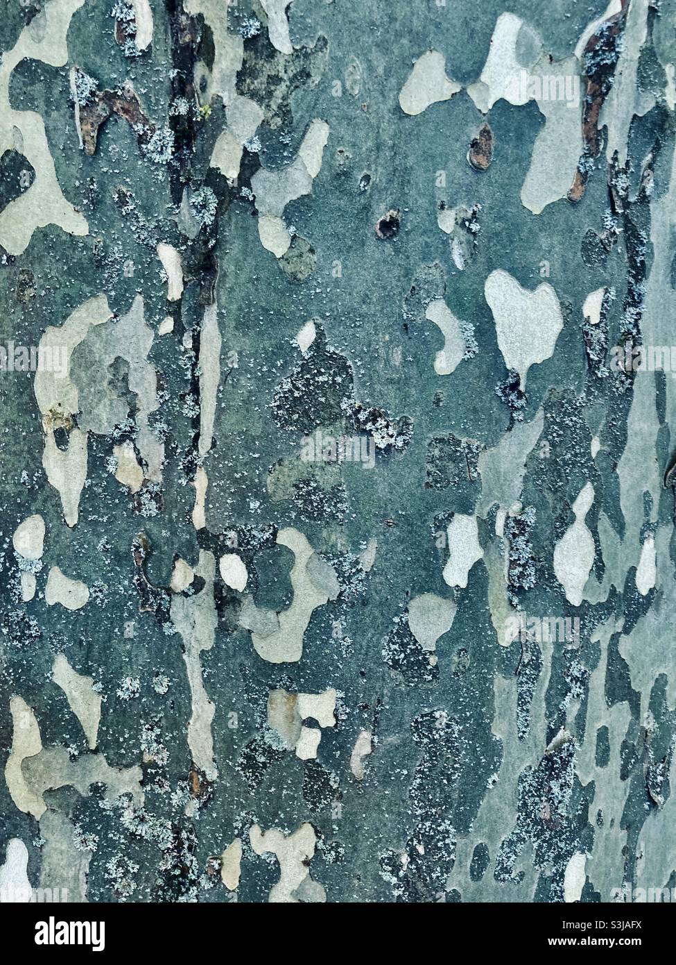 Green gray bark of a plane tree - Smartphone Captured Stock Image