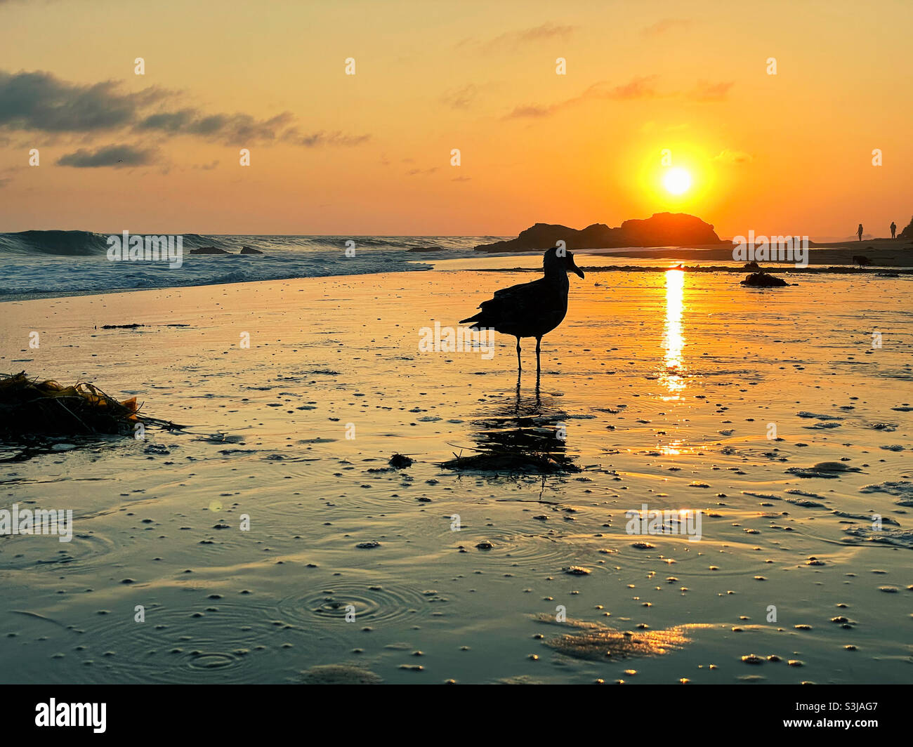 Silhouette of a seagull at Crystal Cove State Park beach at sunset. - Smartphone Captured Stock Image