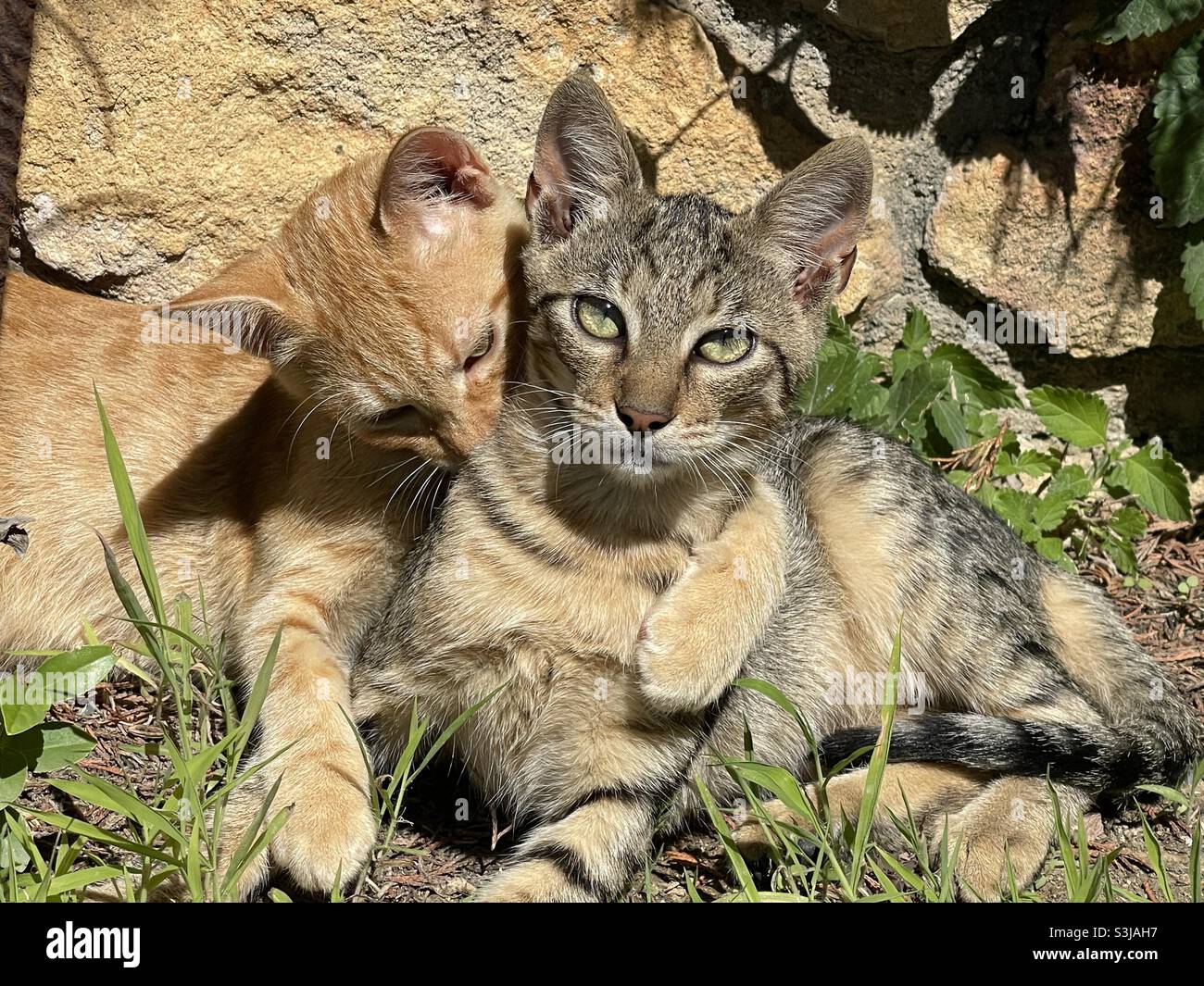 Cats Friends Stock Photo