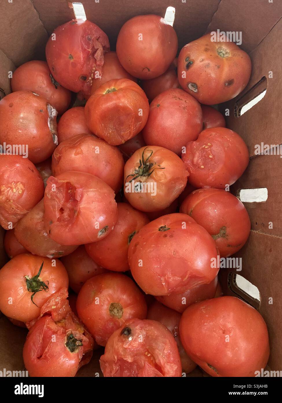Rotten tomatoes Stock Photo