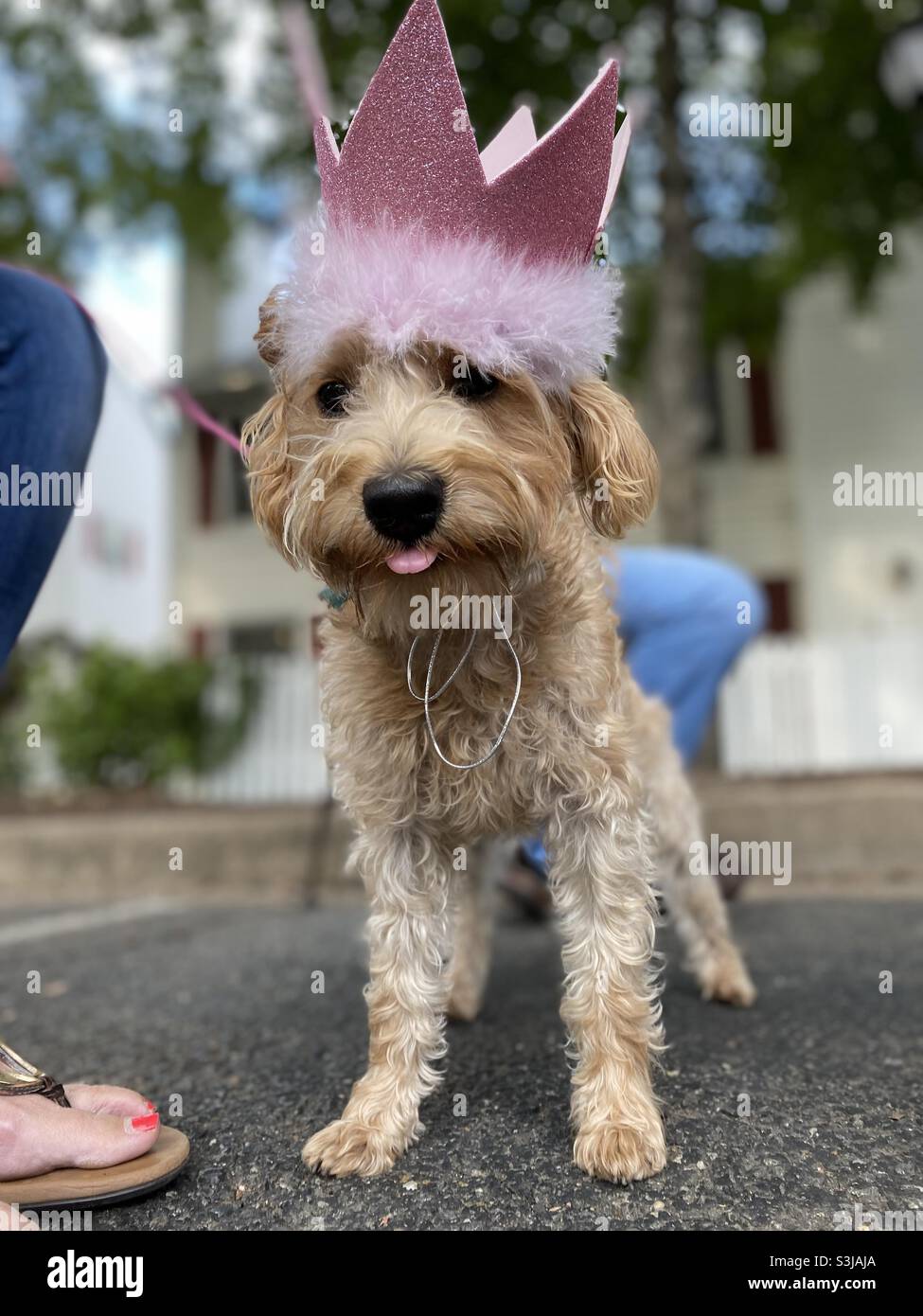 A schnoodle puppy celebrates her first birthday wearing a pink crown. - Smartphone Captured Stock Image