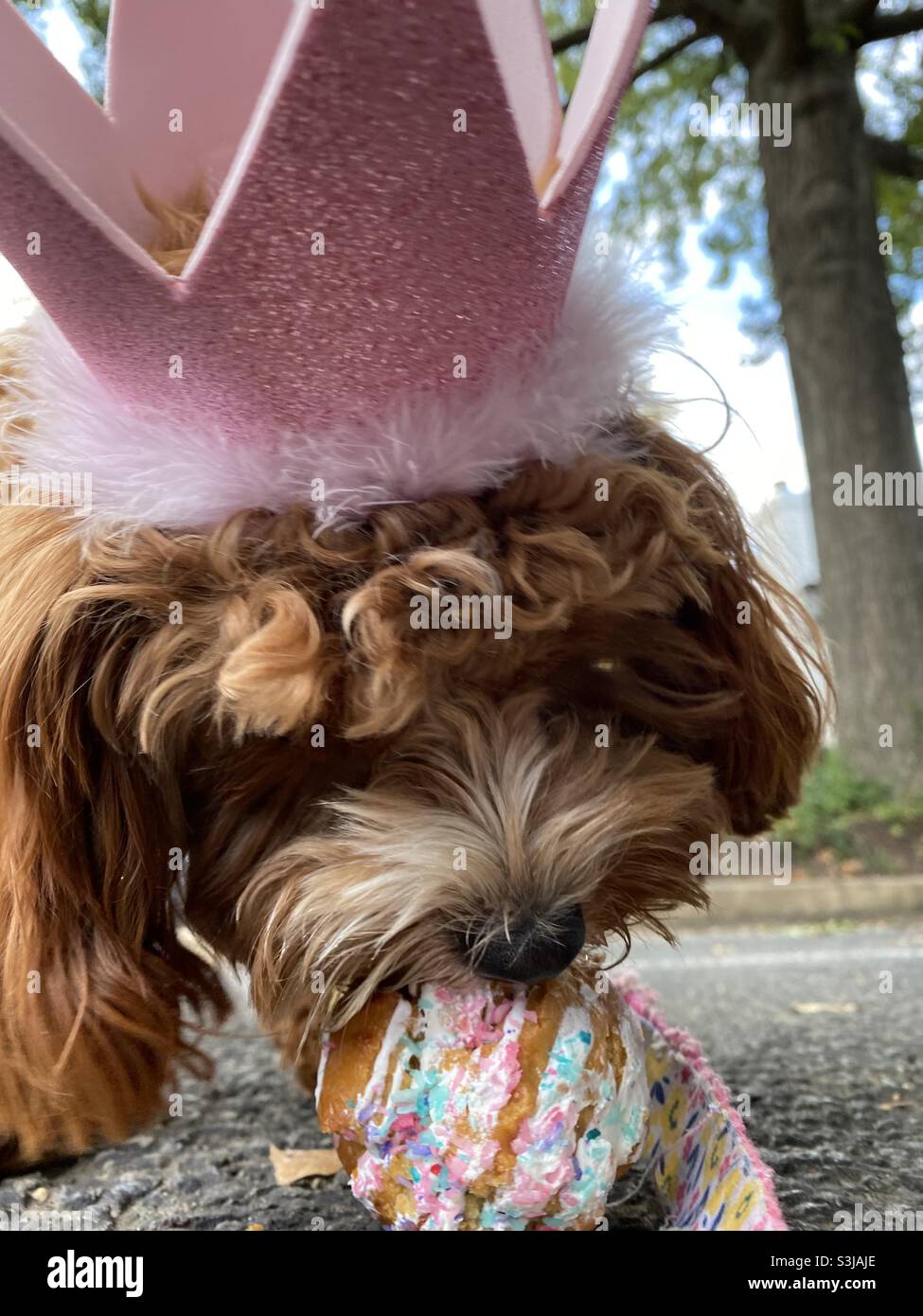 A puppy celebrates her first birthday with a special pupcake. - Smartphone Captured Stock Image