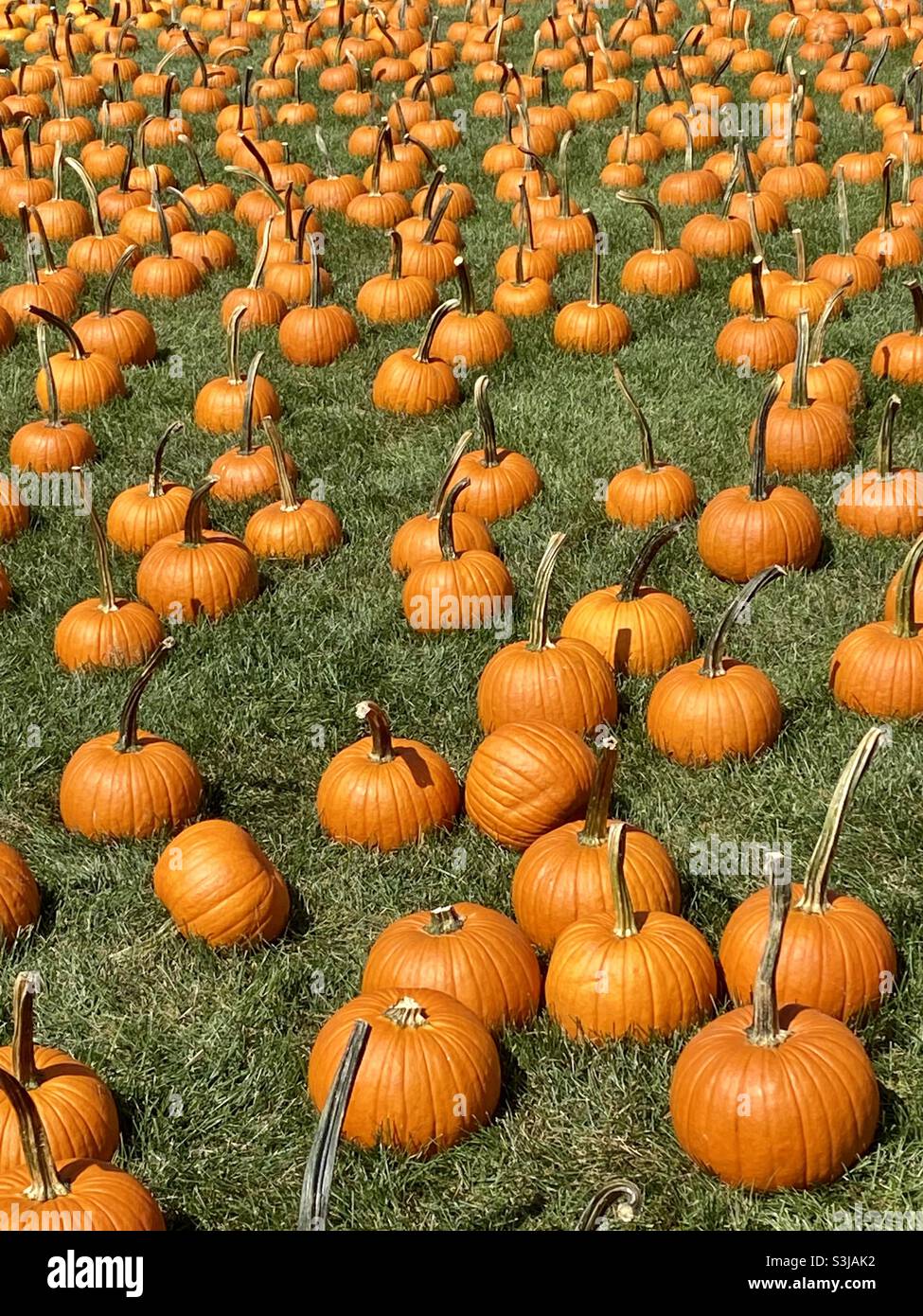 Field of pumpkins Stock Photo Alamy