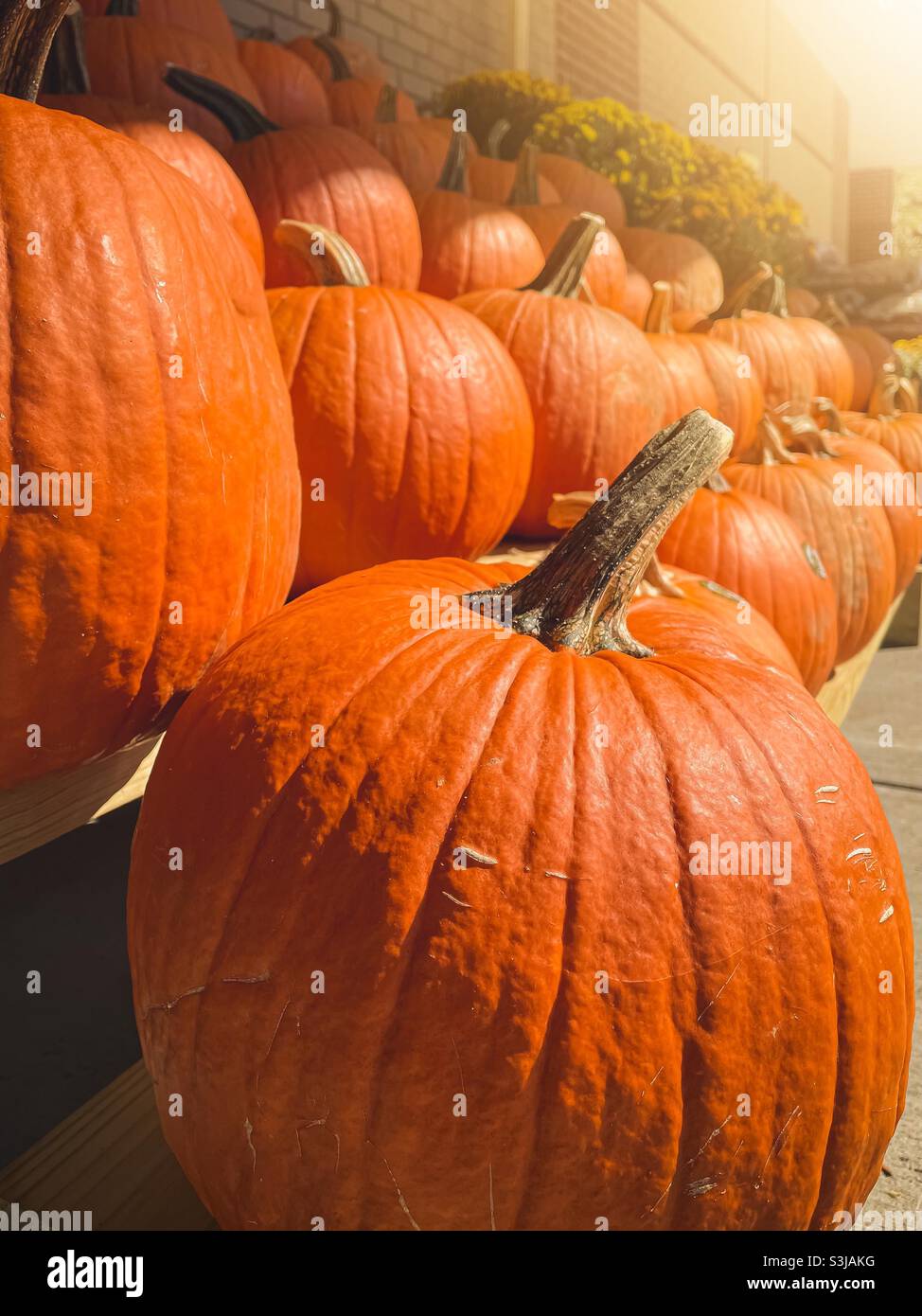 Pumpkins on display after fall beginning - Smartphone Captured Stock Image