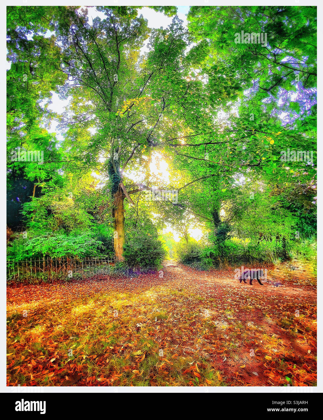 Autumn colour in Peckham Rye park Stock Photo - Alamy