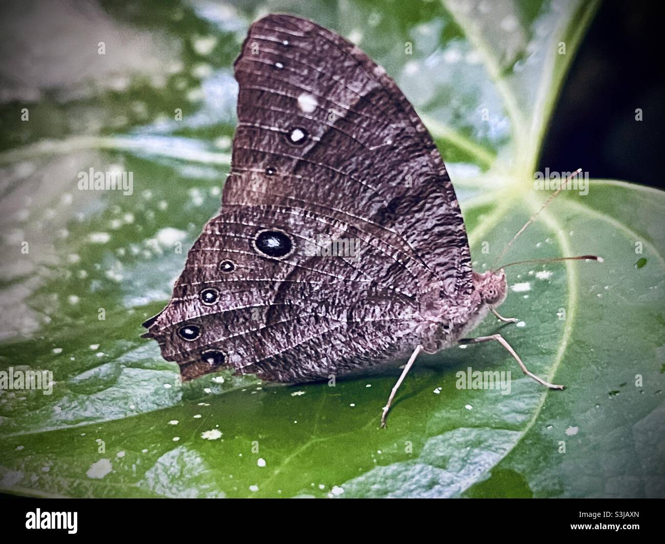 Common Evening Brown