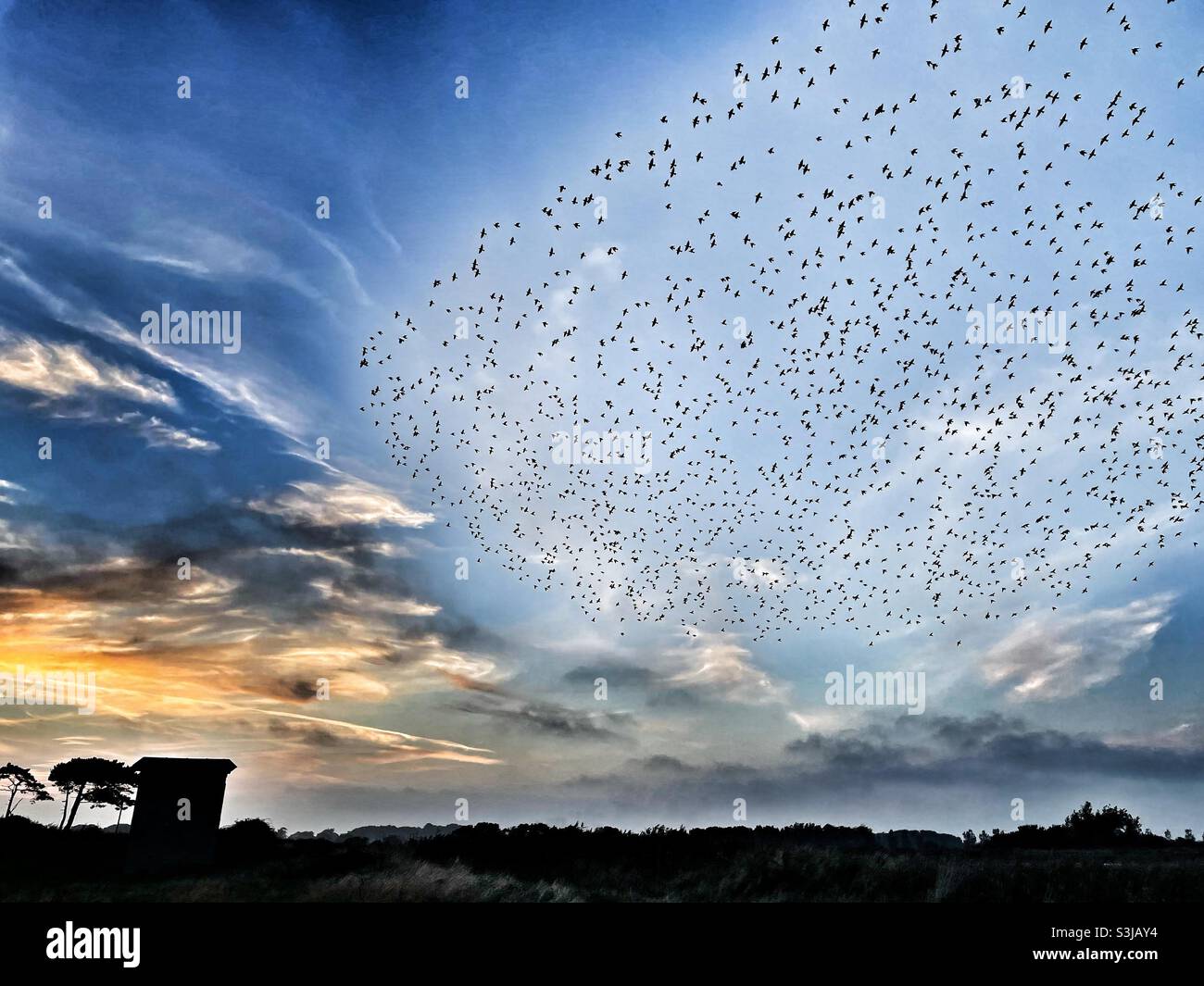 Starling Murmuration - Smartphone Captured Stock Image