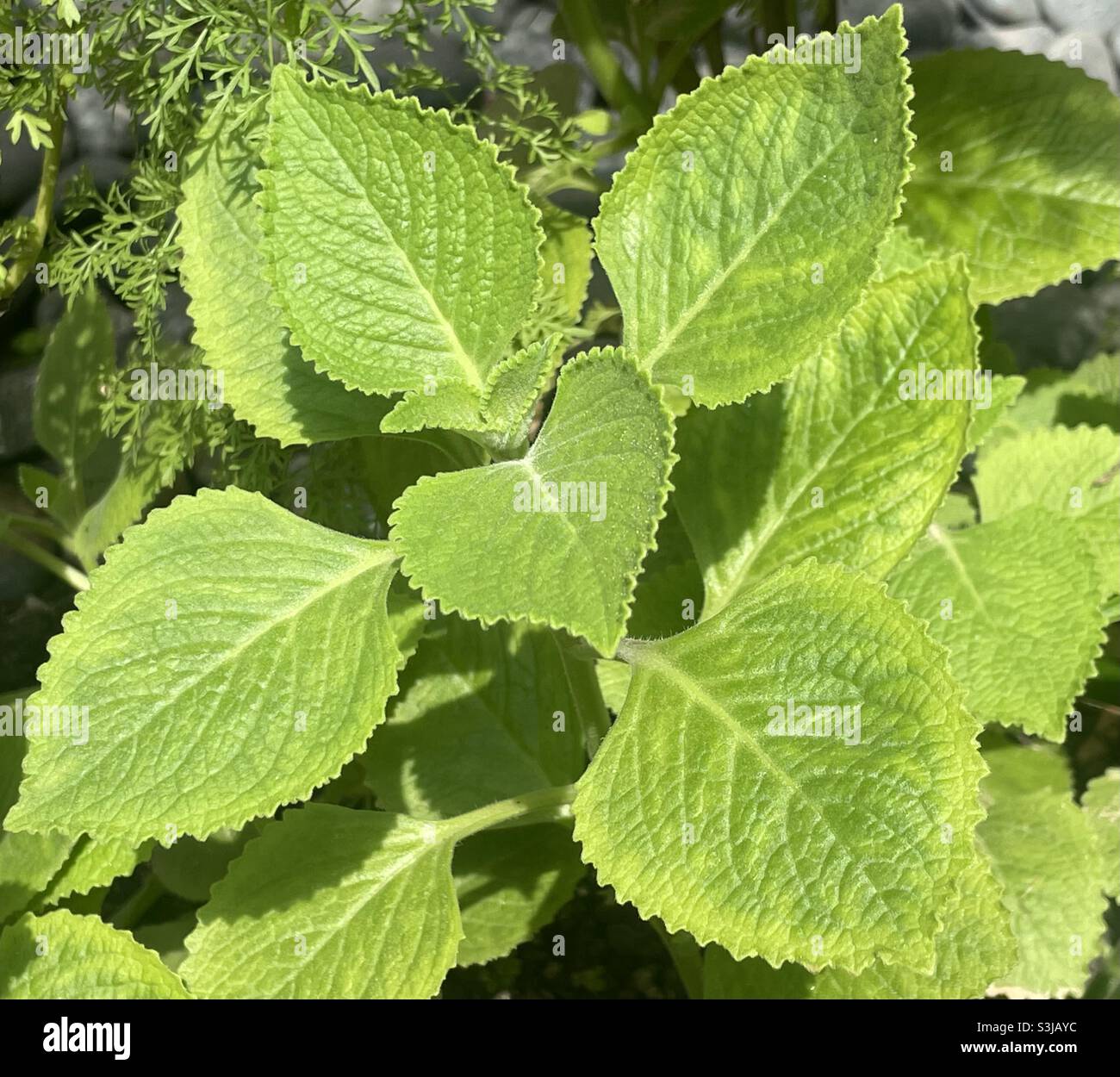 Mexican mint as herbal and ornamental plants. - Smartphone Captured Stock Image
