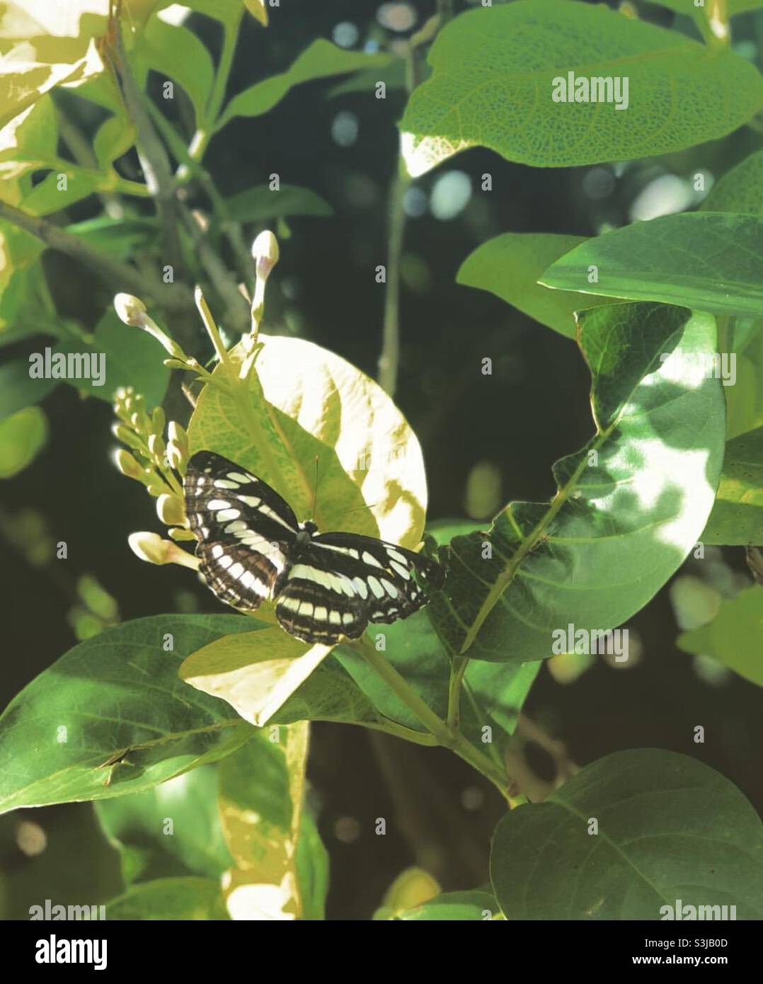 Neptis hylas butterfly on a leaf Stock Photo