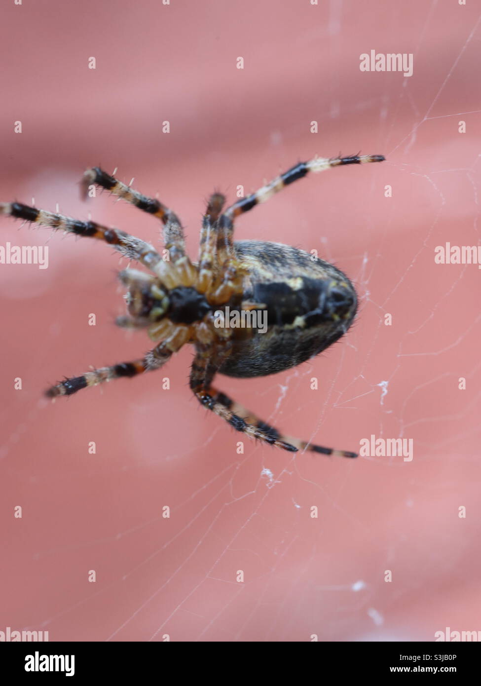 European Common Garden Spider on web Stock Photo - Alamy