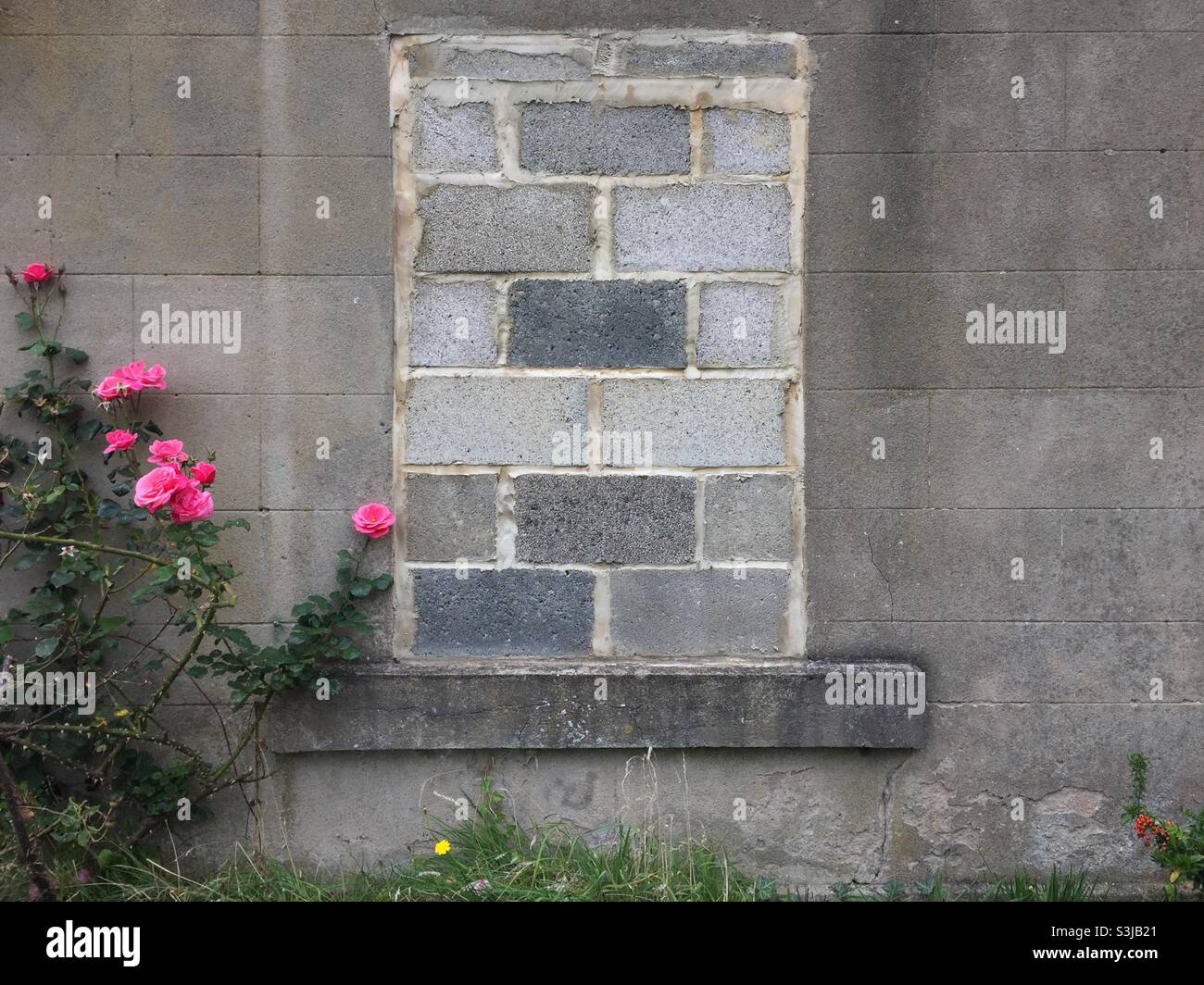 Roses growing outside abandoned farmhouse - Smartphone Captured Stock Image
