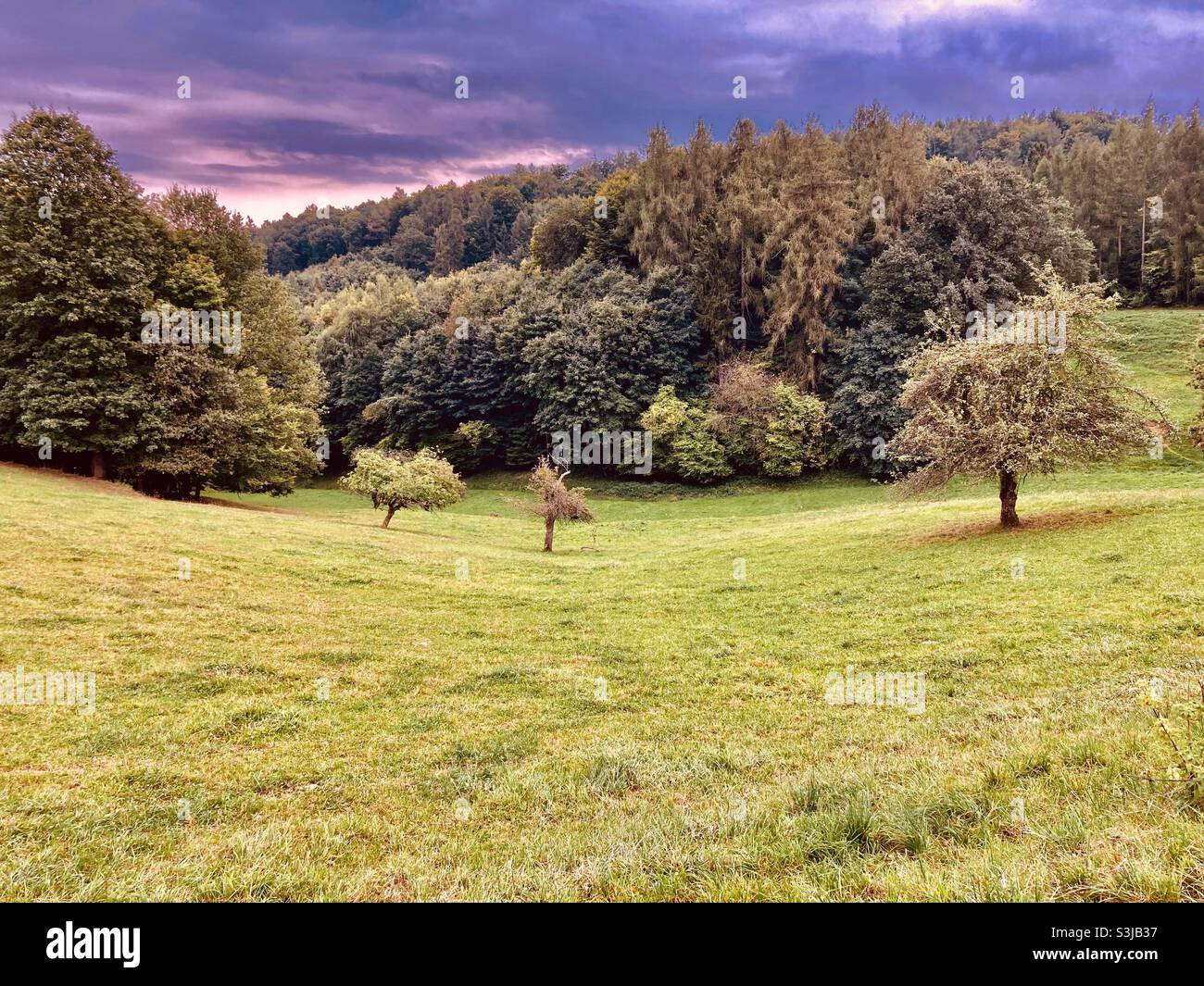 A german meadow orchard with colorful sky - Smartphone Captured Stock Image