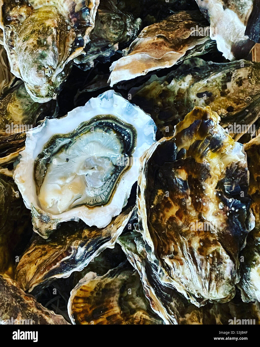 Fresh oysters ready to eat: Phillip Roberts Stock Photo