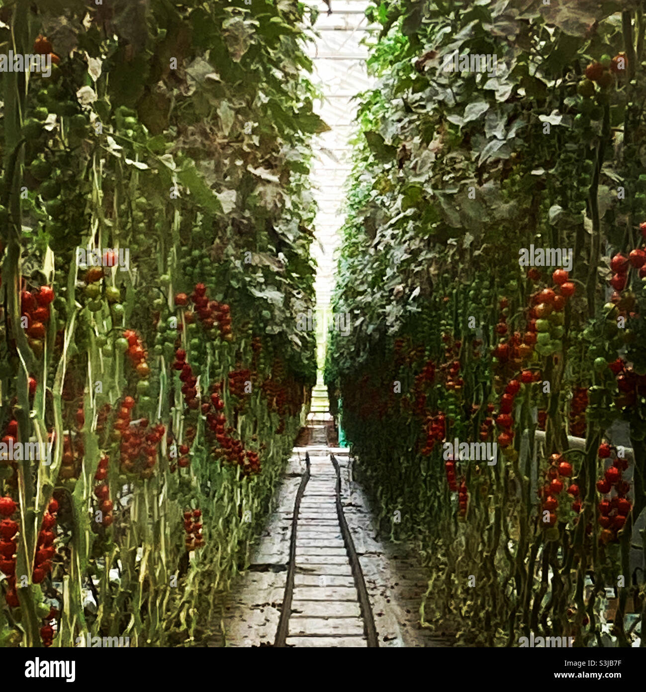 Hydroponic tomato rows - Smartphone Captured Stock Image