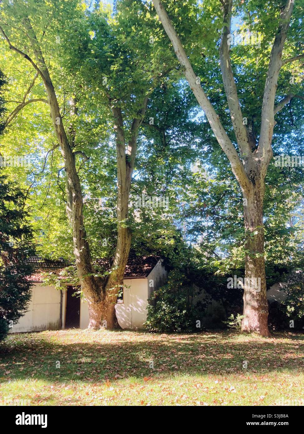 park with old trees In sunlight Stock Photo - Alamy