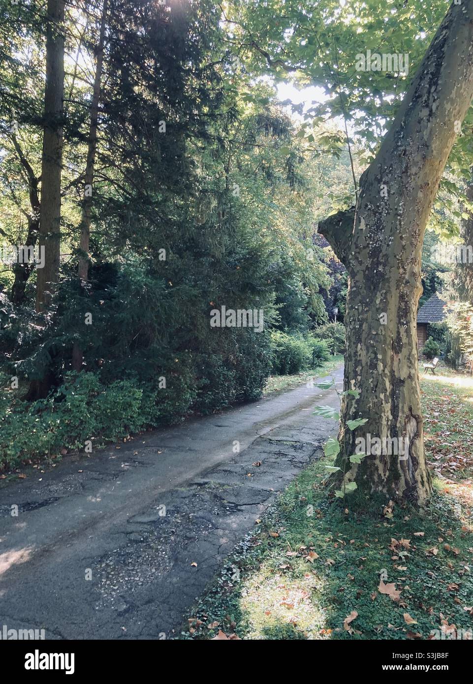 Way in the park - Smartphone Captured Stock Image