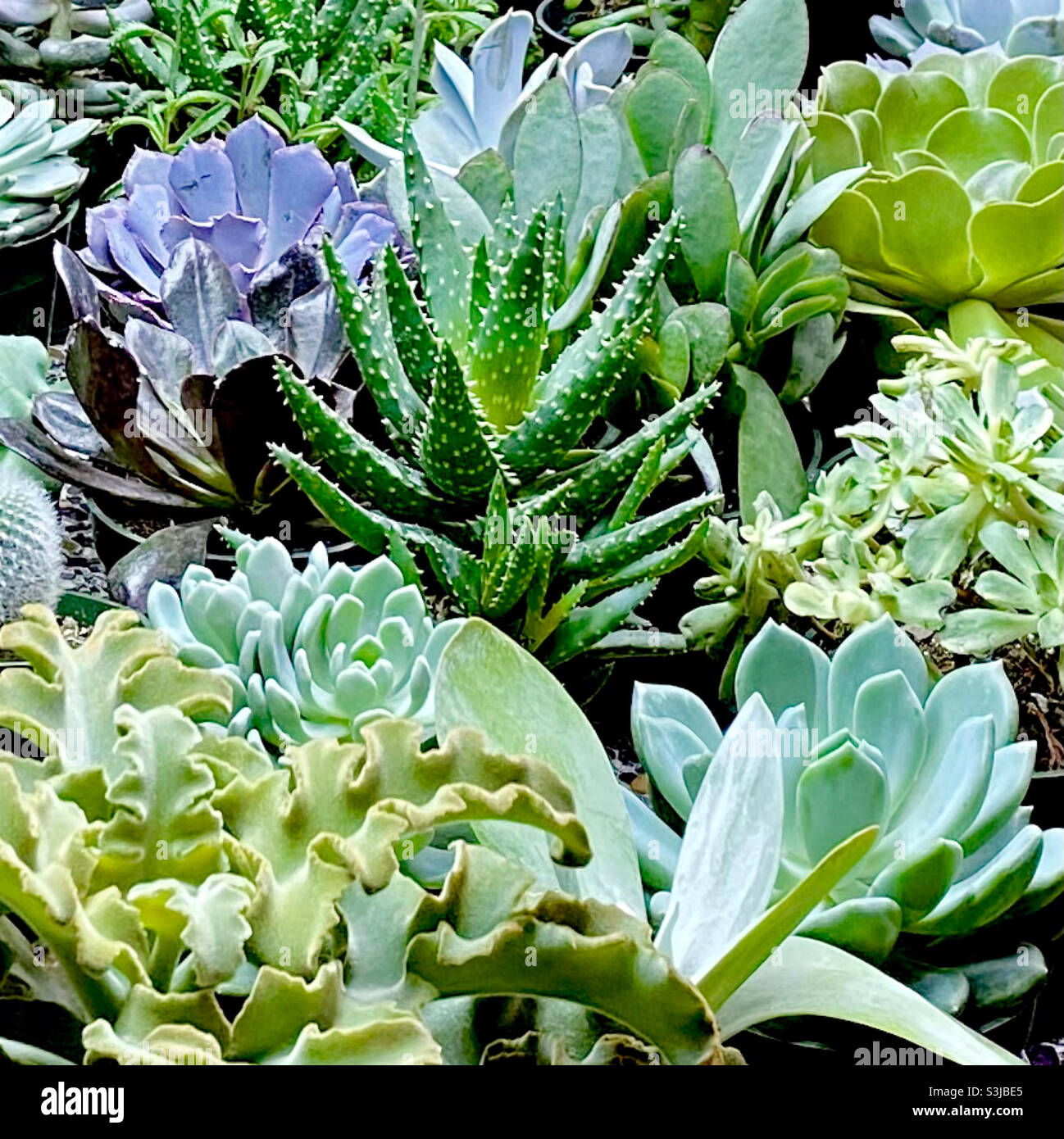 Succulents Stock Photo