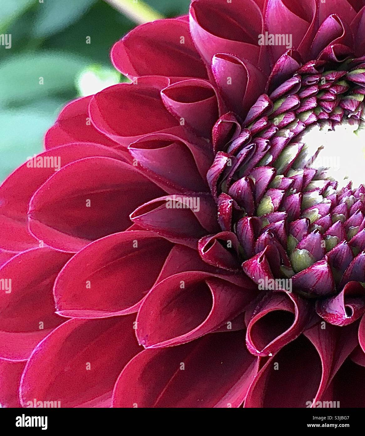 Burgundy, velvety , velvet, flower, pattern, beauty, rich, colour, depth, green, beauty, awe, nature, - Smartphone Captured Stock Image