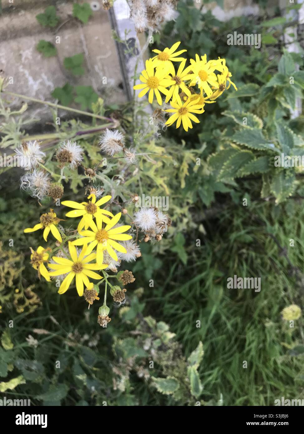 Yellow weeds hires stock photography and images Alamy