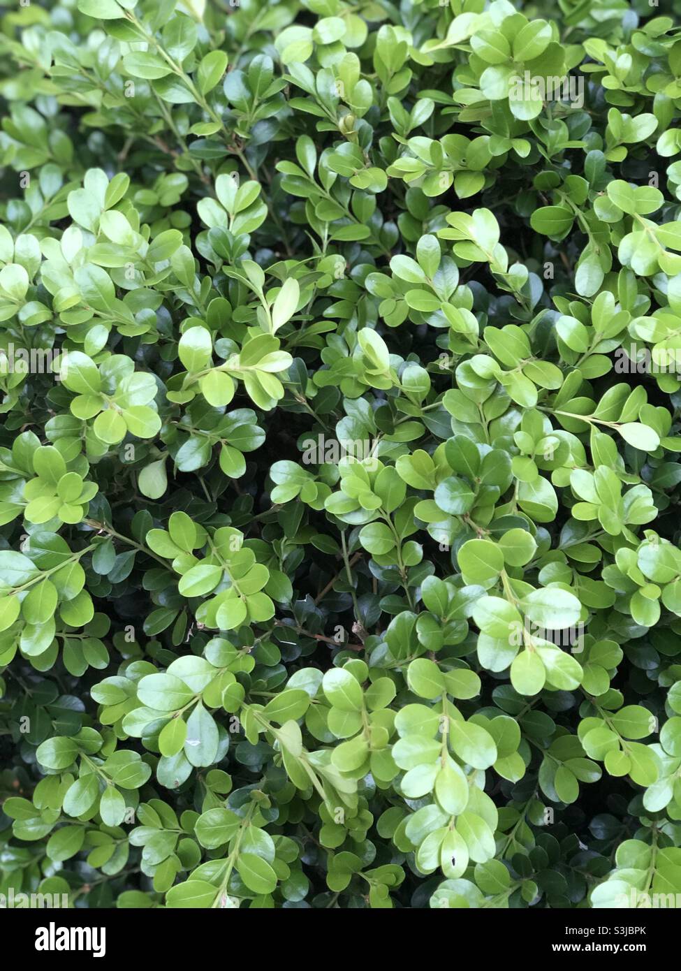 Green shrubs in the spring Stock Photo