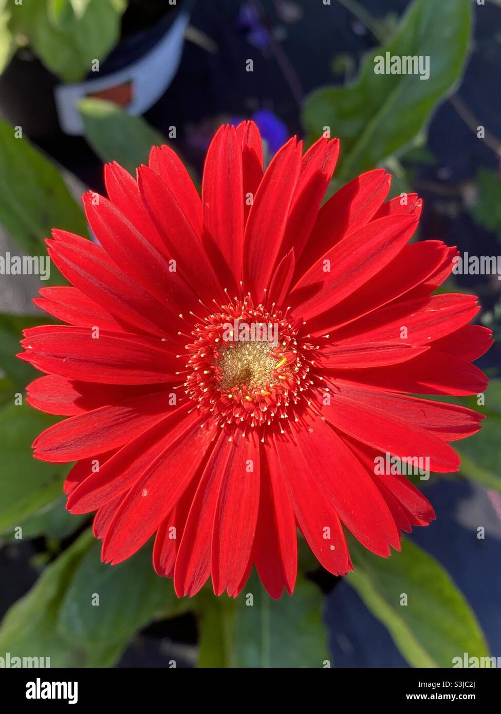 Gerbera garvinea “Sweet Love”. - Smartphone Captured Stock Image