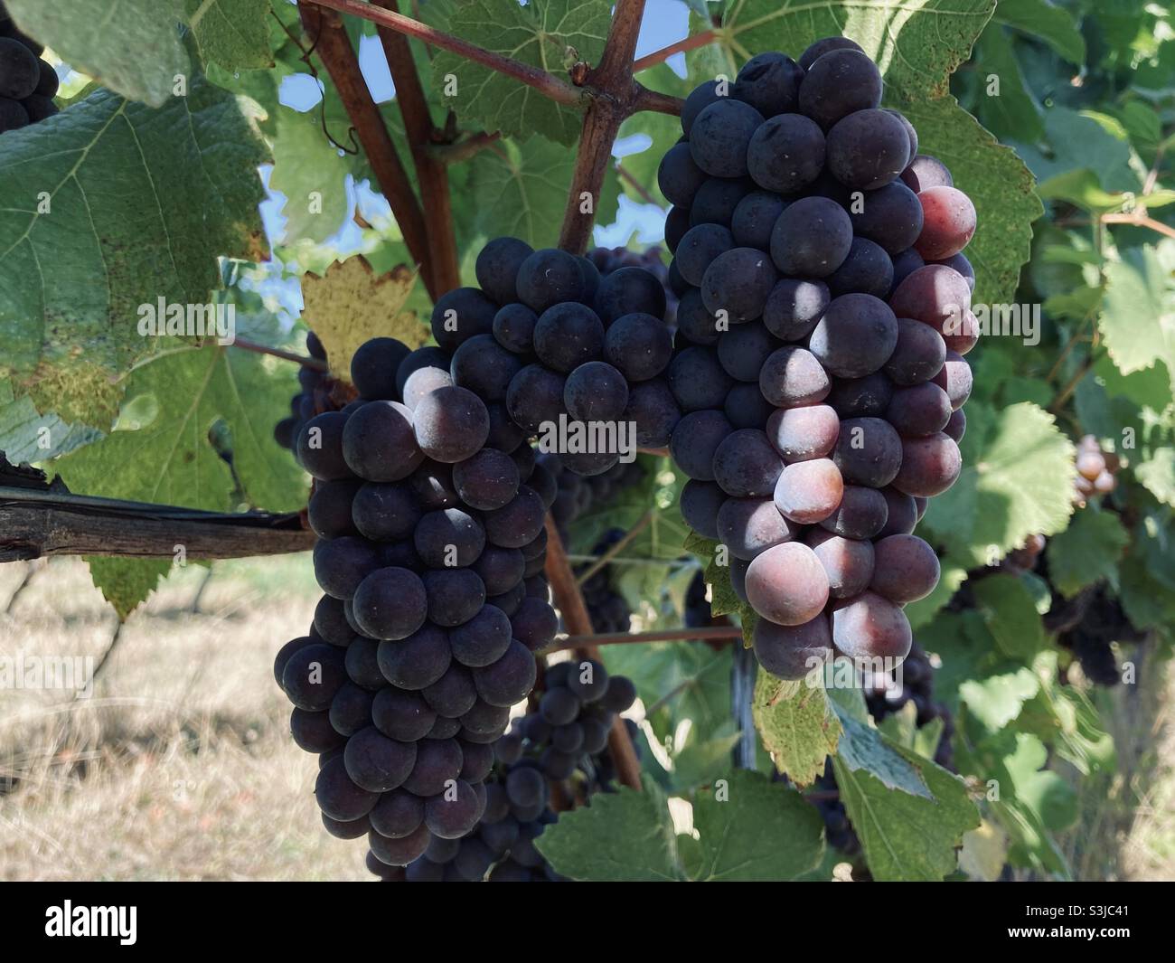 Sun shine on Pinot gris grapes during harvest in Oregon’s Willamette Valley. Stock Photo