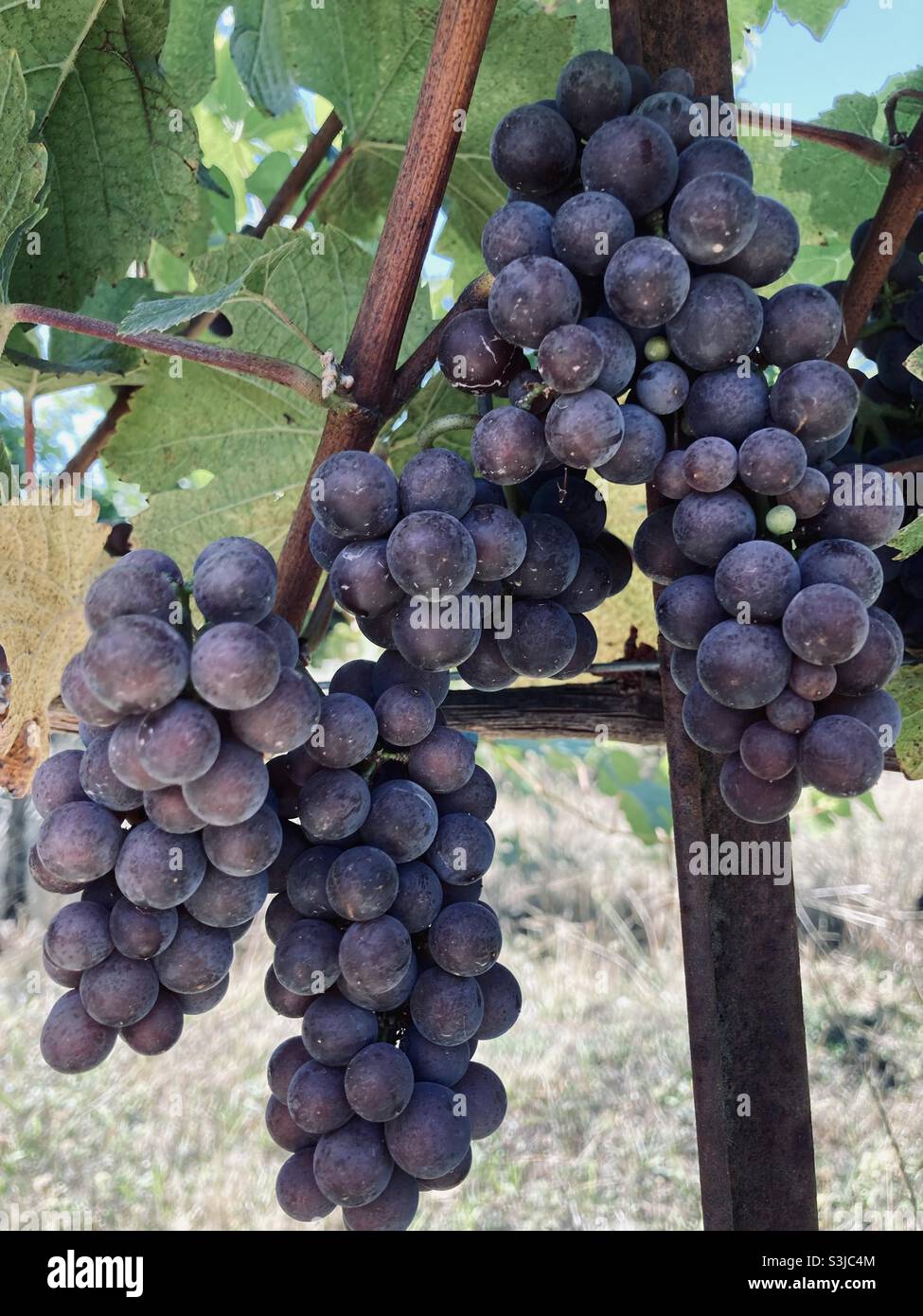Pinot gris grapes ready for harvest in Oregon’s Willamette Valley. Stock Photo
