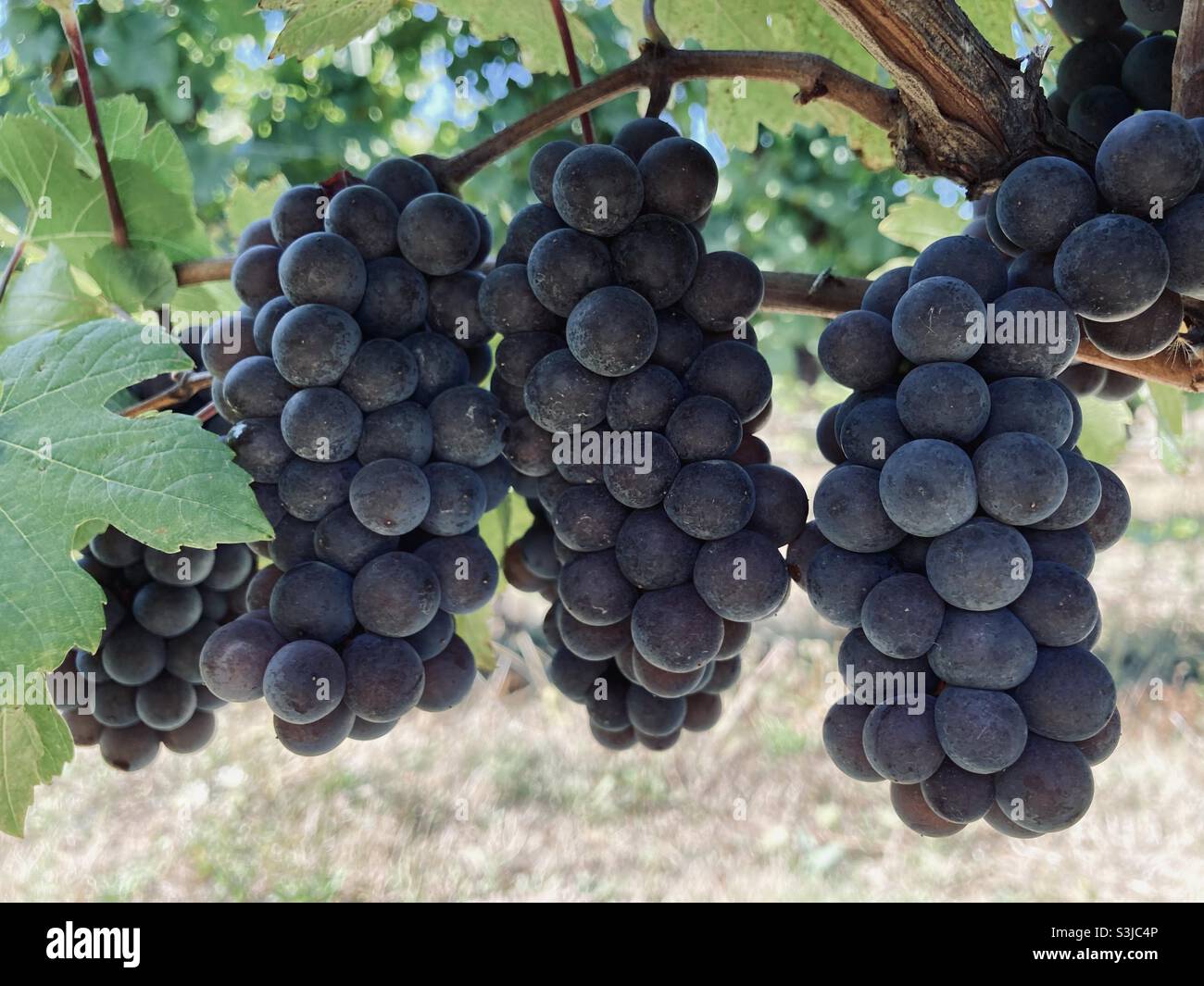 Pinot gris grapes ready for harvest in Oregon’s Willamette Valley. Stock Photo