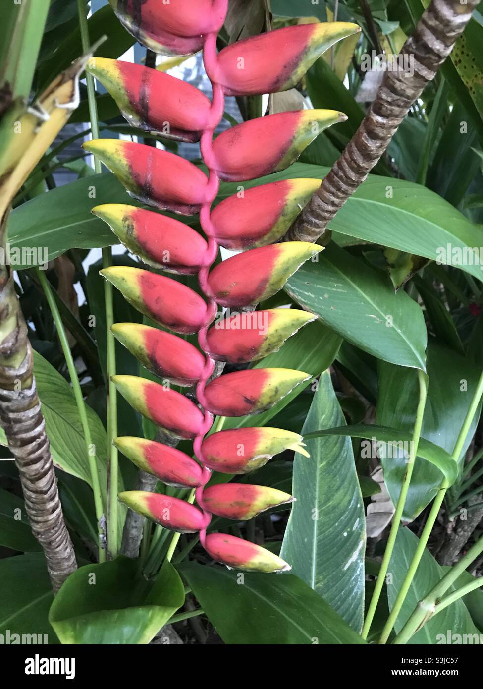 Hanging heliconia flowers hires stock photography and images Alamy
