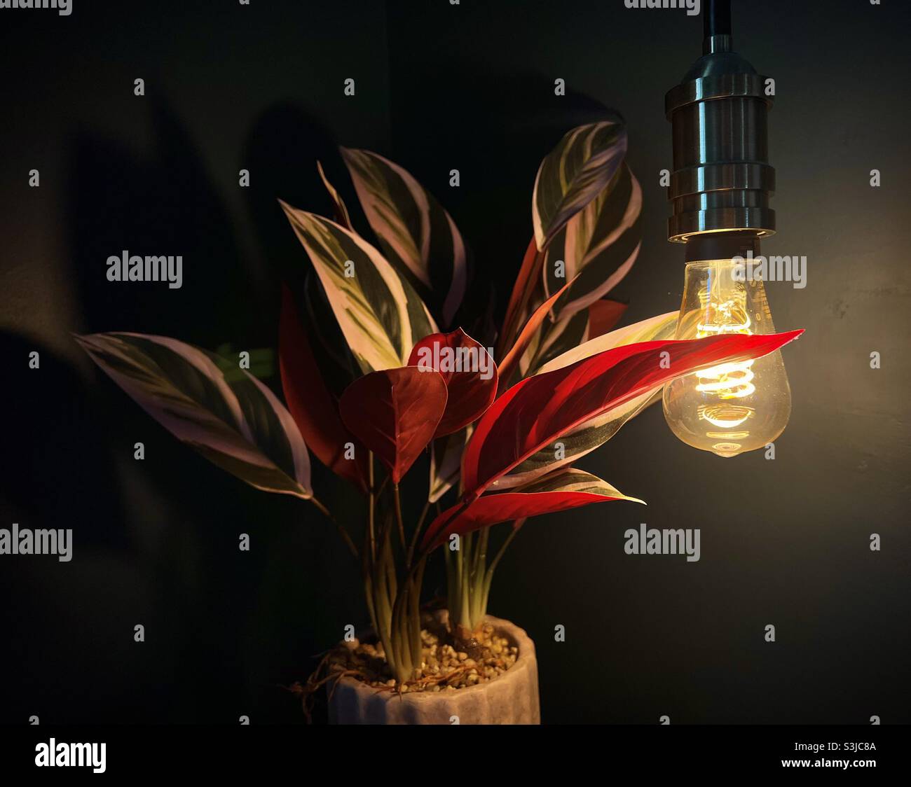 Edison bulb and plastic plant, bedside table Stock Photo Alamy