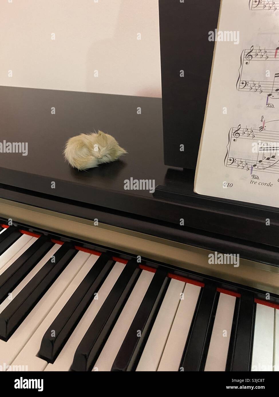 download steinberg the grand 2 free download steinberg the grand 2 free