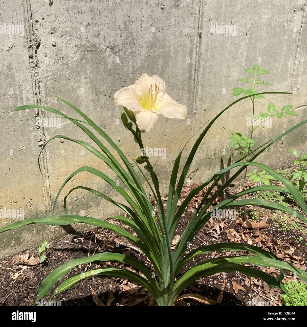 A Large Peach Colored Lily in Bloom Stock Photo Alamy