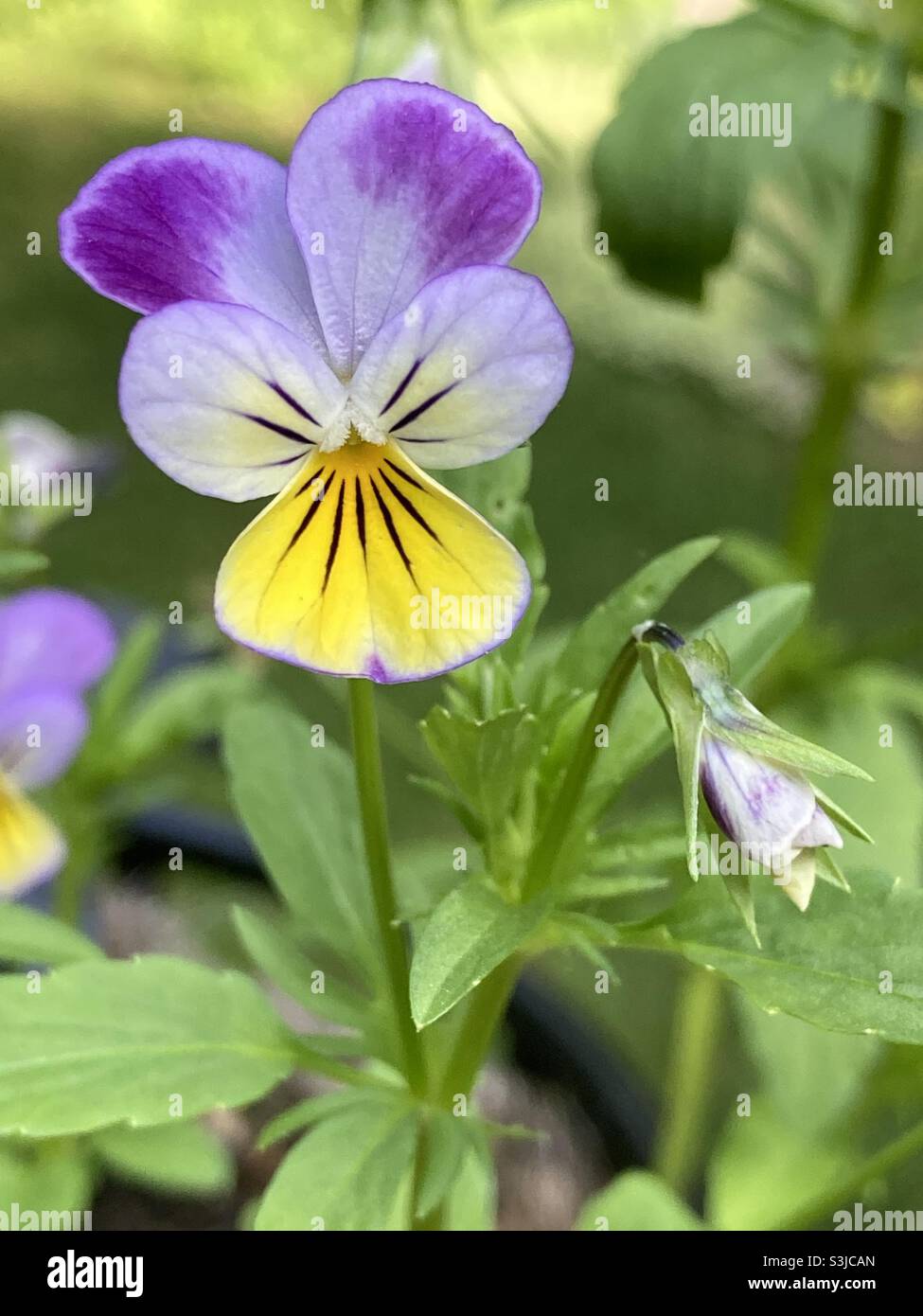 A Closeup on a Common Johnny Jump Up Flower Stock Photo